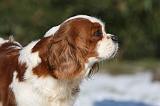 CAVALIER KING CHARLES 546